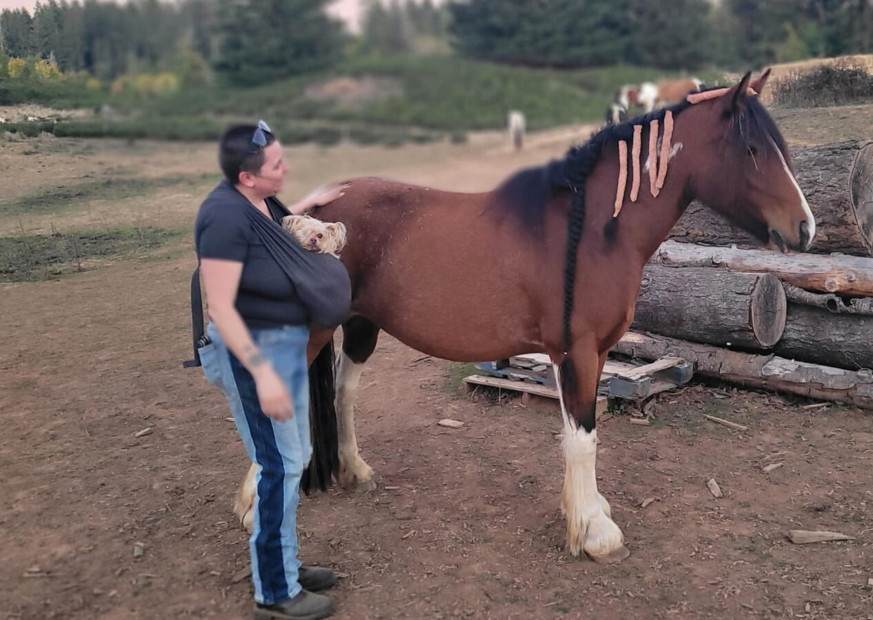 Clayworks Counseling Animal Assisted therapy
